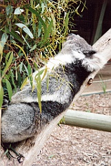 2000 - Australie 108T